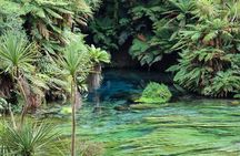 Hobbiton Movie Set & Blue Springs: Private Tour from Auckland