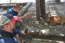 Miyajima & Peace Park Tour / Hiroshima Cruise Wharf Car Pick-up