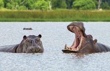 Full Day Chobe Safari: Game Drive plus River Cruise 