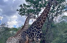 Full Day Chobe Safari: Game Drive plus River Cruise 