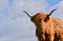 Highland Cow Experience in the Scottish Borders