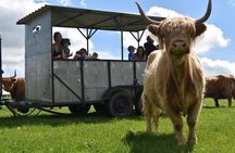 Highland Cow Experience in the Scottish Borders