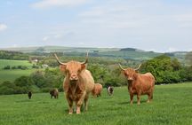 Highland Cow Experience in the Scottish Borders