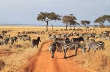 6 Days Luxury Safari Through Tarangire, Serengeti & Ngorongoro.