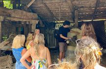 Tasting Limoncello, Oil and Typical Products in Farmhouse