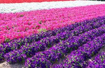 Hokkaido Sapporo Furano Lavender Biei Blue Pond Tour with Lunch
