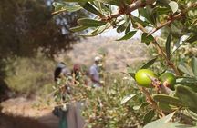 Authentic Berber Tour near Essaouira – Fishing,Tagine & Waterfall