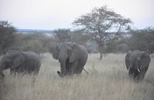4 Days Mixed Safari to Tarangire, Serengeti & Ngorongoro Crater