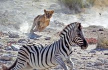 4 Days Mixed Safari to Tarangire, Serengeti & Ngorongoro Crater