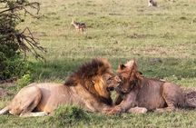 8 Day Perfect Tanzanian Safari Explore Northern Circuit 