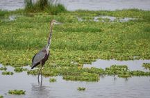 Nairobi: Day Trip to Amboseli National Park + Maasai Village