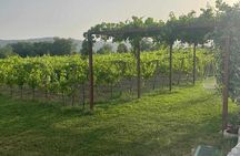 Konavle Tradition & Vines: Vodopic Winery Journey