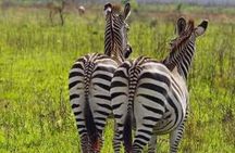 3 Days, 2 Nights in the Heart of Mikumi National Park