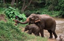 Chiang Mai Elephant Sanctuary, Bamboo Rafting and Waterfall Tour