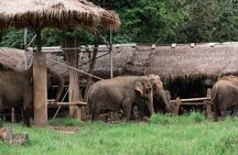 Chiang Mai Elephant Sanctuary, Bamboo Rafting and Waterfall Tour