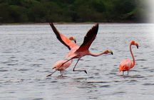 Wayuu Cultural Immersion with Flamenco Sighting