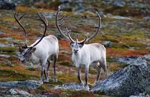 Fjord Expedition: Arctic Adventure Awaits