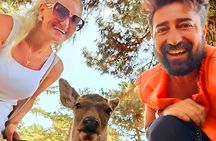 Kyoto and Nara Day Tour From Osaka with Deer Sightings