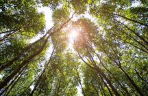 Pranburi Mangrove Swamp and River Cruise