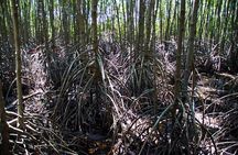 Pranburi Mangrove Swamp and River Cruise
