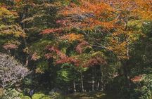Kyoto Private Tour with Local Student Guide