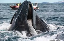 Whale Watching RIB Experience (With Transfer Tromso-Skjervoy)