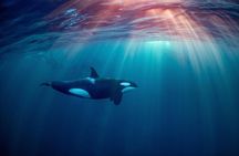 Whale Watching RIB Experience (With Transfer Tromso-Skjervoy)