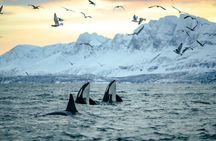 Whale Watching RIB Experience (Without Transfer Tromso-Skjervoy)