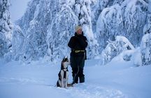 Explore Arctic Trails of Lapland, 1:1 with Your Own Alaskan Husky