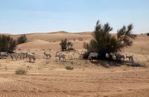 All-Inclusive Sherpa Camp in Dubai Desert Conservation Reserve