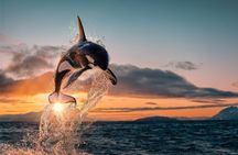 Whale Watching RIB Experience (Without Transfer Tromso-Skjervoy)