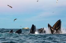 Whale Watching RIB Experience (Without Transfer Tromso-Skjervoy)