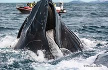 Whale Watching RIB Experience (Without Transfer Tromso-Skjervoy)