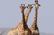 Tsavo East National Park Day Tour From Mombasa With Lunch