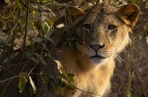 Tsavo East National Park Day Tour From Mombasa With Lunch