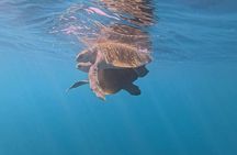 Private Dolphin and Turtle Tour Season