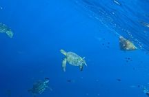 Private Dolphin and Turtle Tour Season