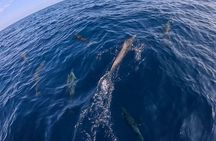 Private Dolphin and Turtle Tour Season