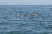 Private Dolphin Tours in St. Augustine, Florida