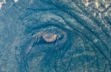 Delhi : Sunrise Taj Mahal & Elephant conservation - All Inclusive