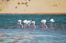 4x4 Safari and Discovery of the National Park DE Souss Massa