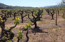 Private Chauffeured Winery Tour