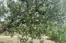 Cretan Senses: Melidoni Cave with Olive Oil, Honey & Wine Tasting