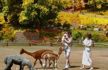 Nami, Apple Picking, Autumn Light Festival & The Alpaca Garden