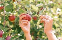 Nami, Apple Picking, Autumn Light Festival & The Alpaca Garden