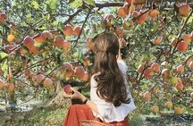 Nami, Apple Picking, Autumn Light Festival & The Alpaca Garden