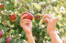 Nami Island, Apple Picking & The Alpaca Garden