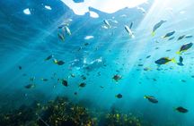 Private Sydney Snorkeling Experience: Explore Cabbage Tree Bay