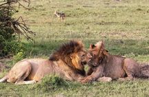 4-Day Serengeti Ngorongoro Camping