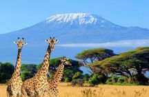 Day Trip to Amboseli National Park with a view of Mt Kilimanjaro